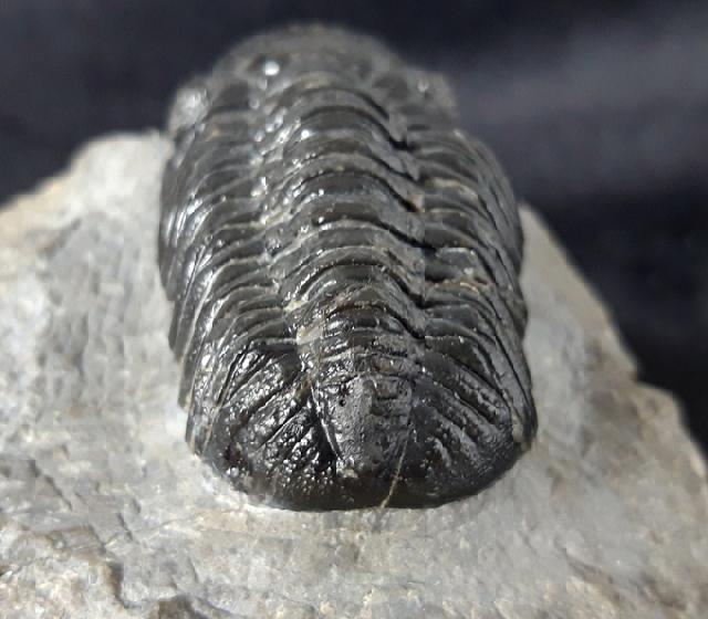 Barrandeops ovatus (McKELLAR & CHATTERTON 2009) - Bild &copy; FossNet FossilienStore